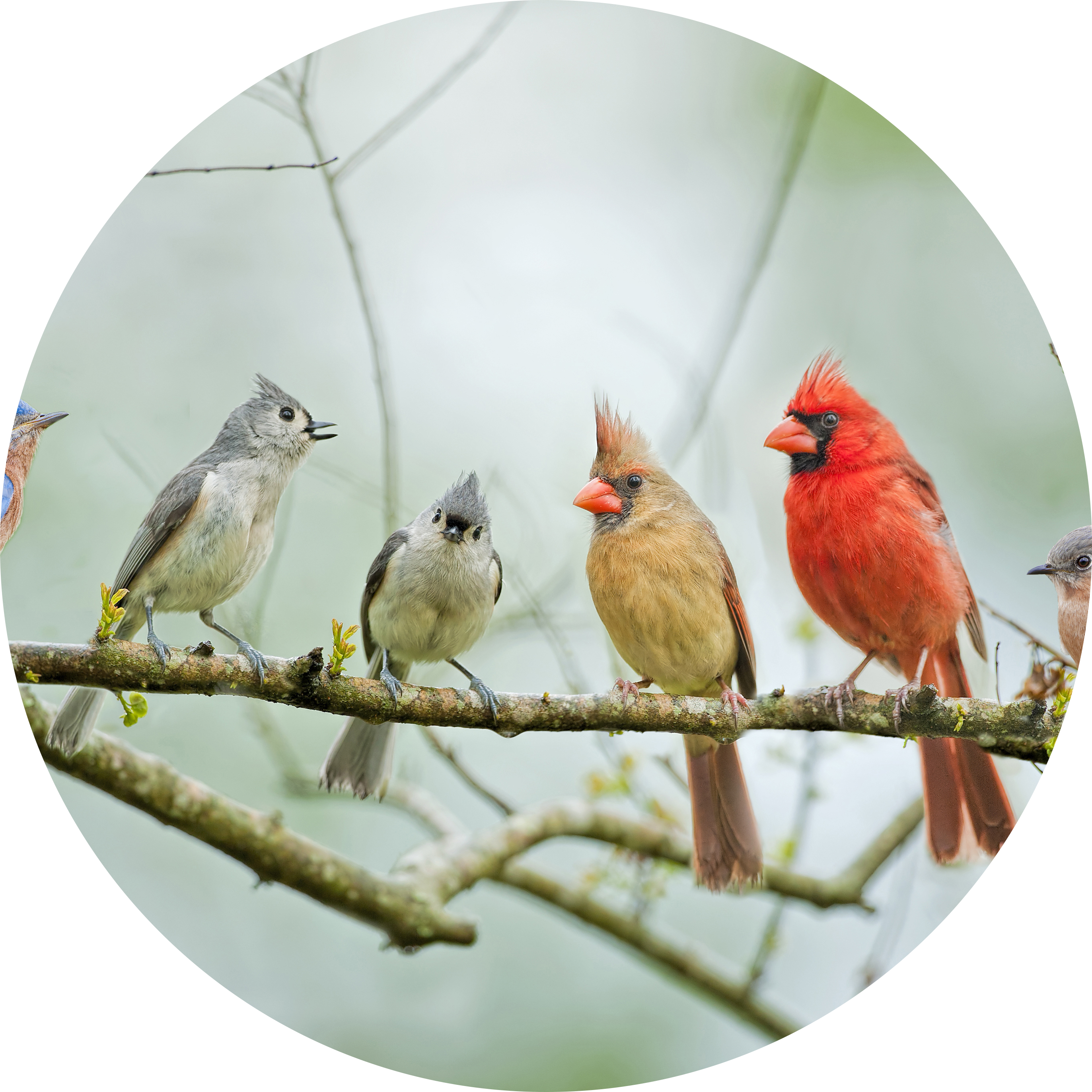 Birding