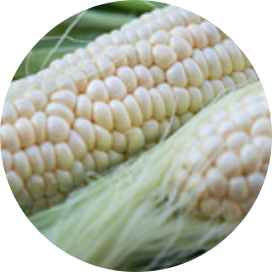 Vegetable Seeds